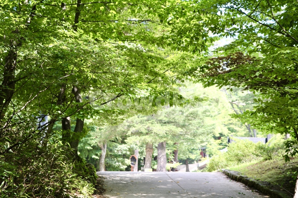 숲,등산로,자연학습,숲체험,합천해인사