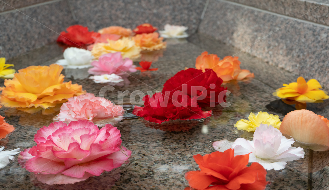 plant,식물,petal,꽃잎,blossom,꽃,flower,식물,자연,plants,nature,꽃,flower
