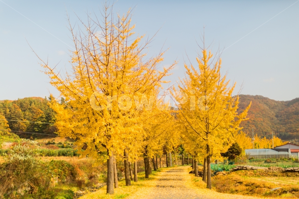 은행나무,가을,은행나무길,노란색,노란비,가을,계절,fall,autumn,season,자연,풍경,nature,landscape,시골,마을,country,rural,town,식물,plants,나무,trees,wood,tree,plant