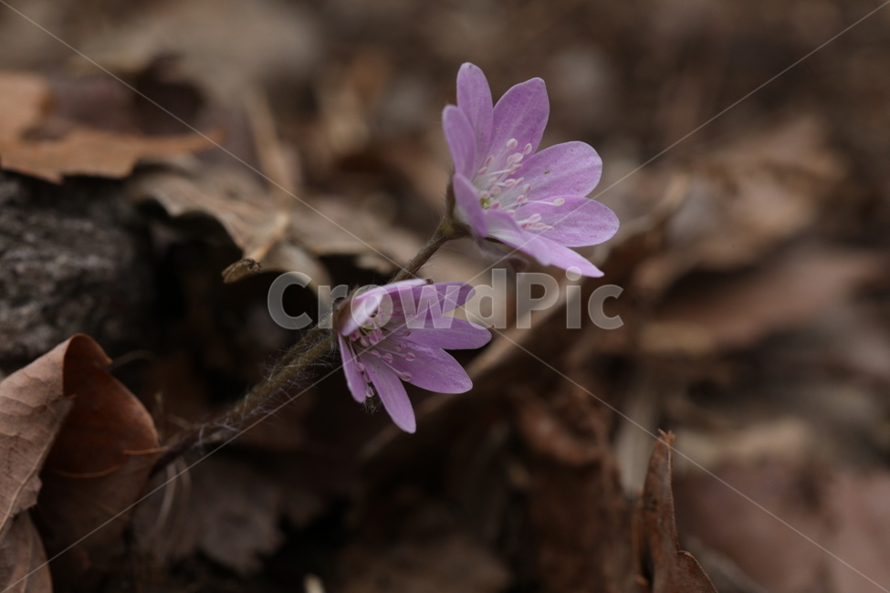 산,노루귀,인내,분홍,낙엽,식물,자연,plants,nature,꽃,flower
