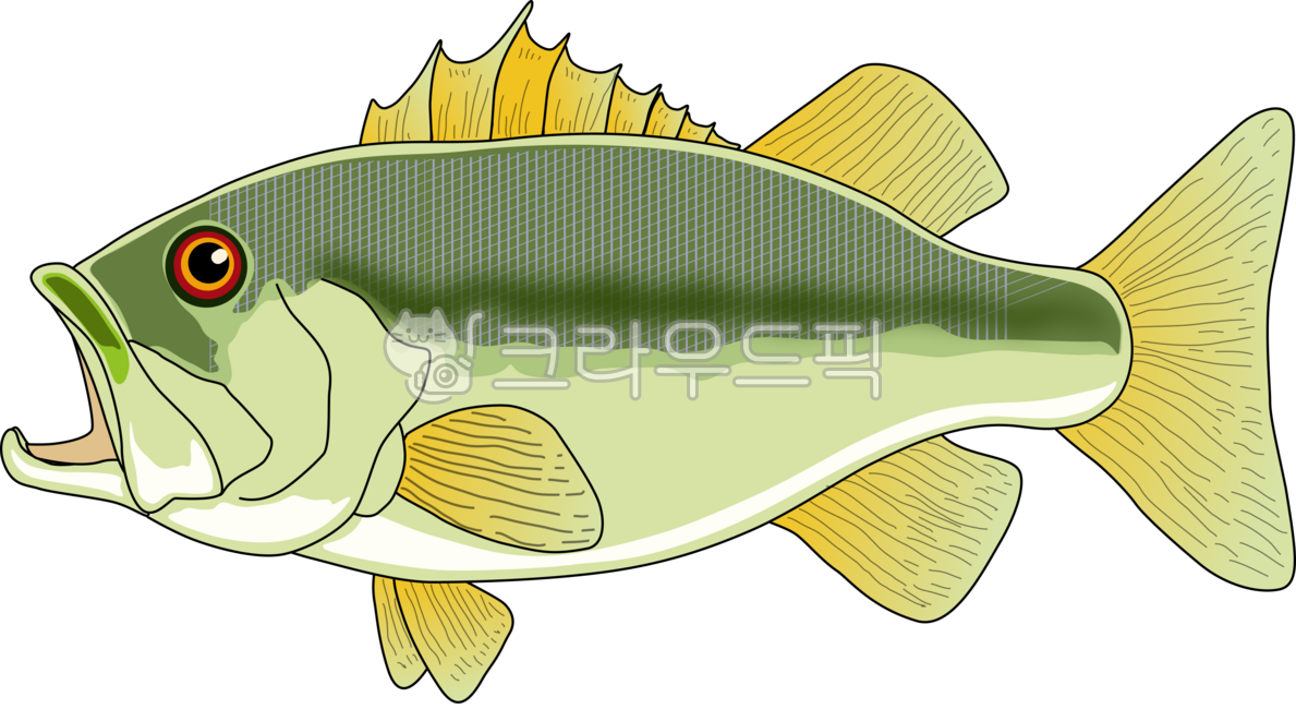 배스,라지마우스배스,루어낚시,물고기,어류,민물고기,강,낚시,자연,수중생물,어종,먹이사슬,자연관찰,어류도감,수산물,낚시그림,어획,강생물,수생동물,지느러미,비늘,입큰물고기,생태,물속,강가,호수,물생활,어부