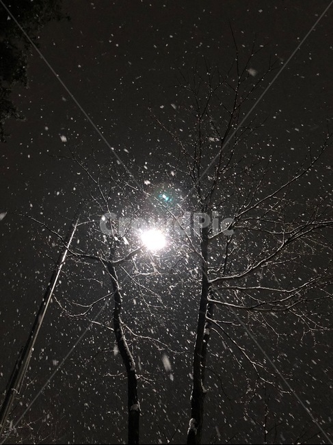 flare,플레어,light,빛,눈,눈오는날,저녁,밤,야경,나무,tree,겨울,계절,winter,season