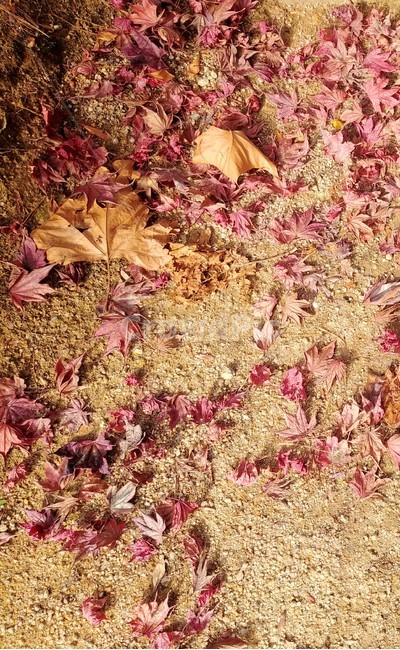 낙엽,단풍,나뭇잎,단풍잎,잎,자연,가을,maple,가을,계절,fall,autumn,season,leaf,plant,식물,tree,나무