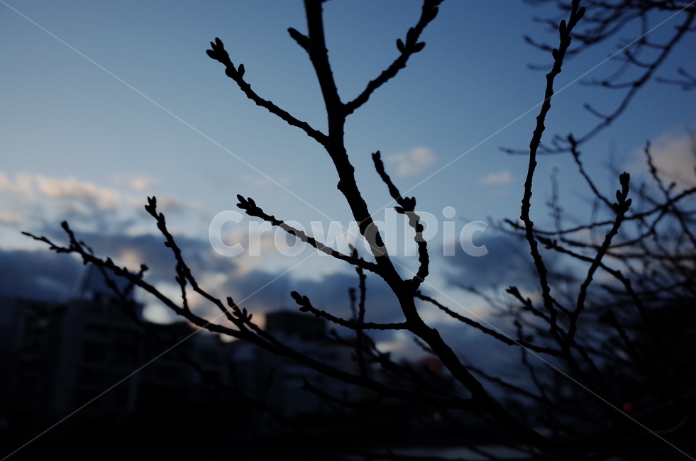 후쿠오카,nature,자연,silhouette,outdoors,옥외,나카스,나무,식물,flowers,tree,plant