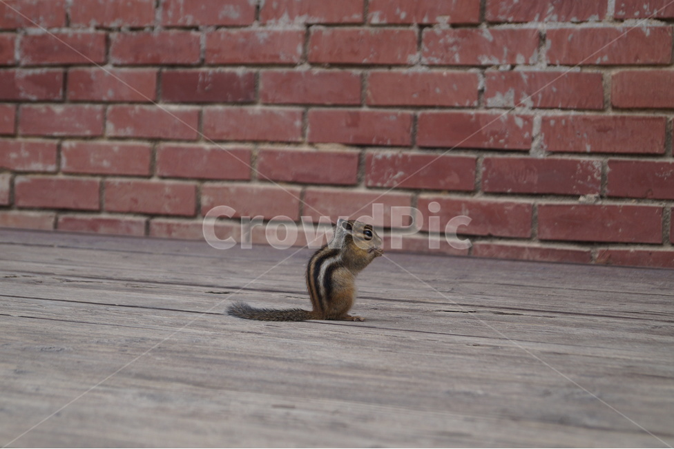 다람쥐,청솔모,야생,동물,자연,순간포착,도토리,동물,animal,포유류,mammal