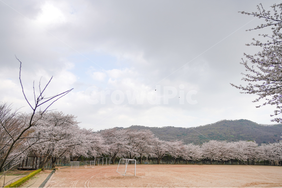 운동장,하늘,벚꽃,벚꽃길,구름,sky,cherryblossom,cloud,봄,계절,spring,season,자연,풍경,nature,landscape,한국자연풍경,한국자연경관,korea nature landscape,plant,식물,blossom,꽃,flower