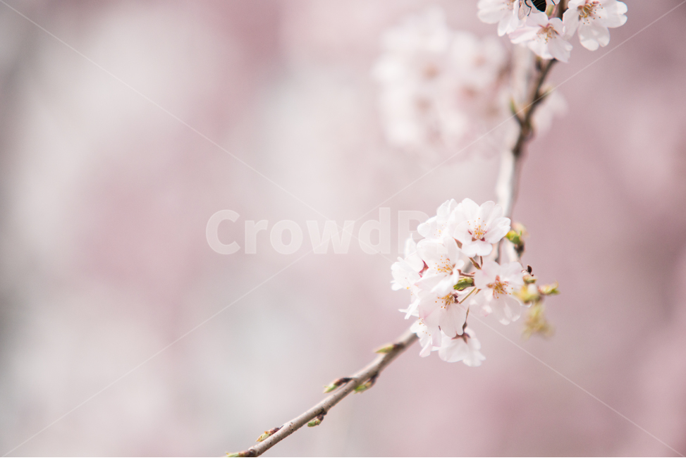 벚꽃,나무,봄,분홍,꽃,봄,계절,spring,season,식물,자연,plants,nature,꽃,flower,감성,sensible,feeling,plant