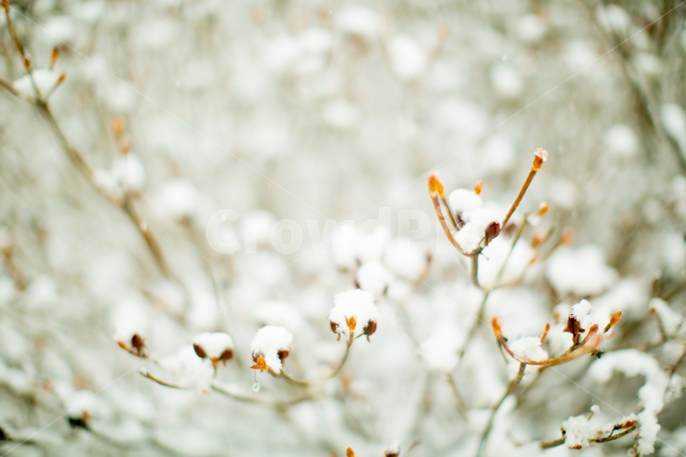 설경,눈,겨울,하얀색,눈꽃,하얀세상,화이트,겨울풍경,대관령,겨울산,snow,winter,white,snowflower,겨울,계절,winter,season,식물,자연,plants,nature,감성,sensible,feeling