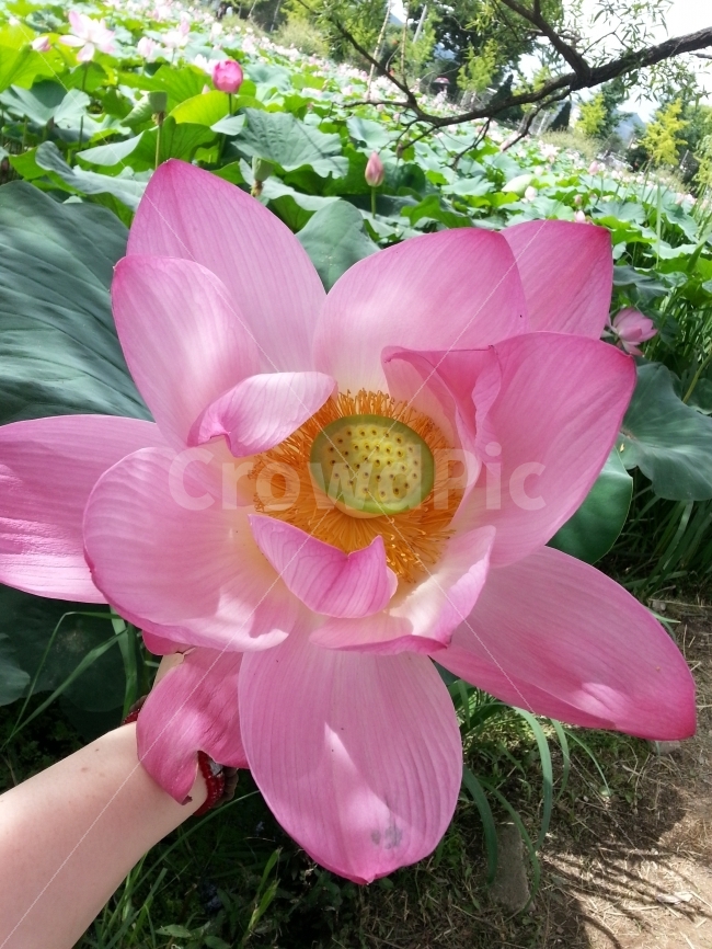 연꽃,연잎,세미원,활짝,봉우리,식물,자연,plants,nature,꽃,flower
