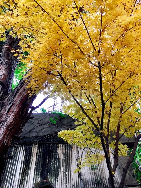 노랑,단풍나무,자연,가을,yellow