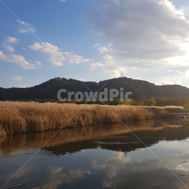 갈대,갈대숲,산,구름,나무,자연,강,강물,가을,계절,fall,autumn,season,자연,풍경,nature,landscape,water,물,outdoors,옥외,land,땅
