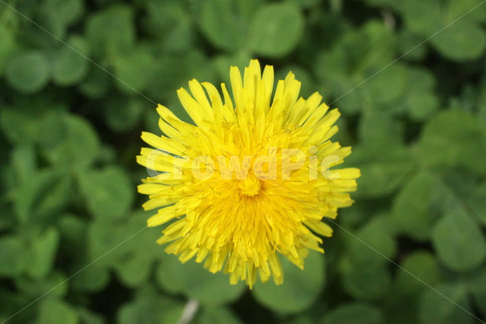 plant,식물,flower,꽃,민들레,식물,자연,plants,nature,꽃,flower