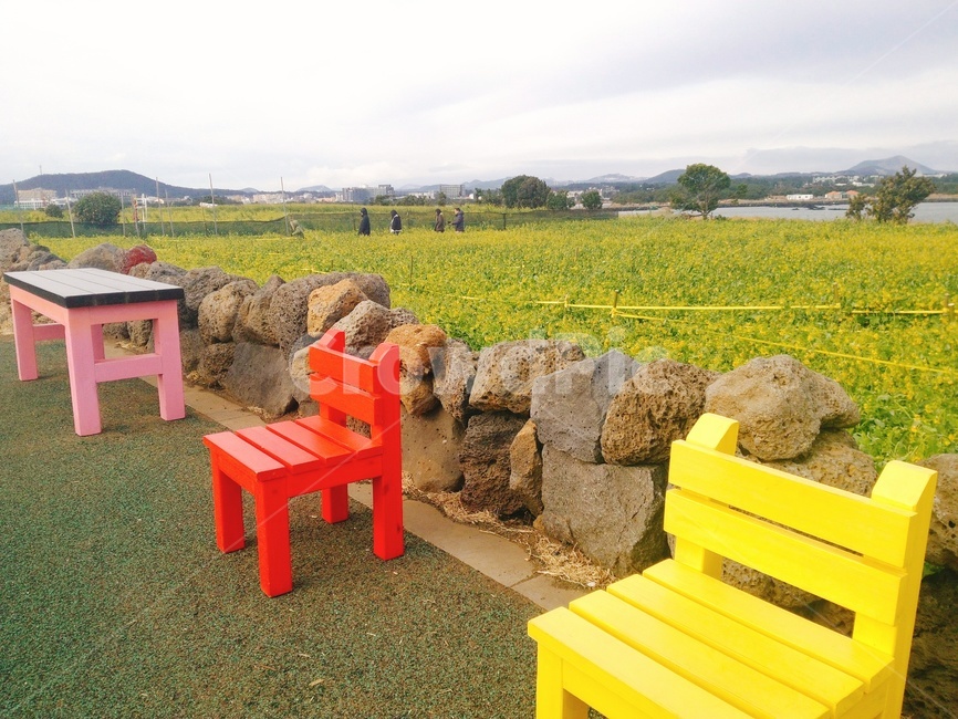 제주도,유채꽃,의자,풍경,자유,낭만,furniture