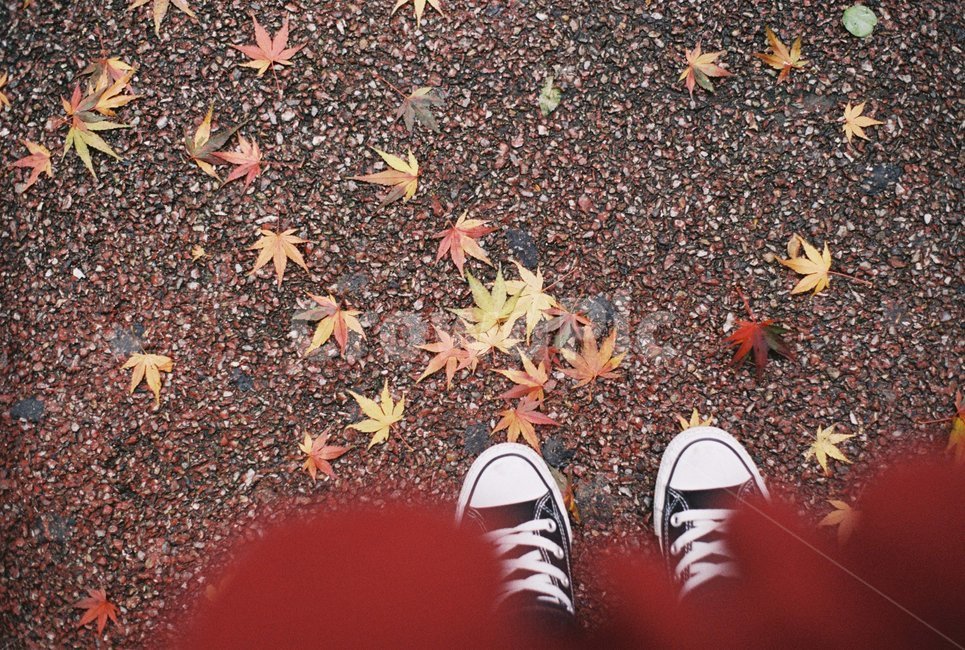 발,셀프,컨버스,낙엽,빨강,색깔,땅,가을,가을,계절,fall,autumn,season,사람,인물,인간,human,person,신체일부,몸,body,감성,sensible,feeling,leaf,잎,plant,식물