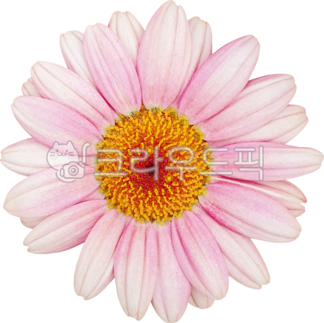 flower,분홍,데이지,국화,목마가렛,marguerite,frutescens,margueritedaisy,parisdaisy,argyranthemumfrutescens,chrysanthemumfrutescens,블로섬,봄,개화,꽃,식물,보라색,꽃잎,네이처,여름,yellow,dahlia,들꽃