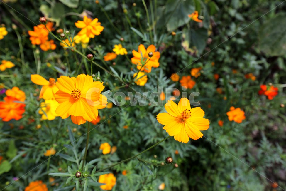코스모스,꽃,여름풍경,꽃밭,풍경,식물,자연,plants,nature,꽃,flower