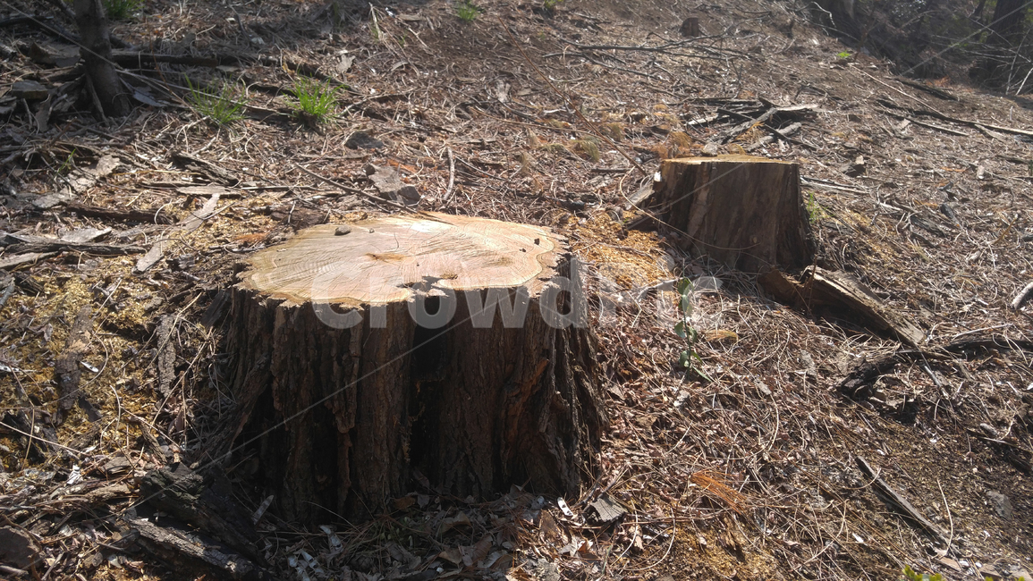 나무,밑둥,나이테,원목,나무의자,tree,쉼터,벤치,의자