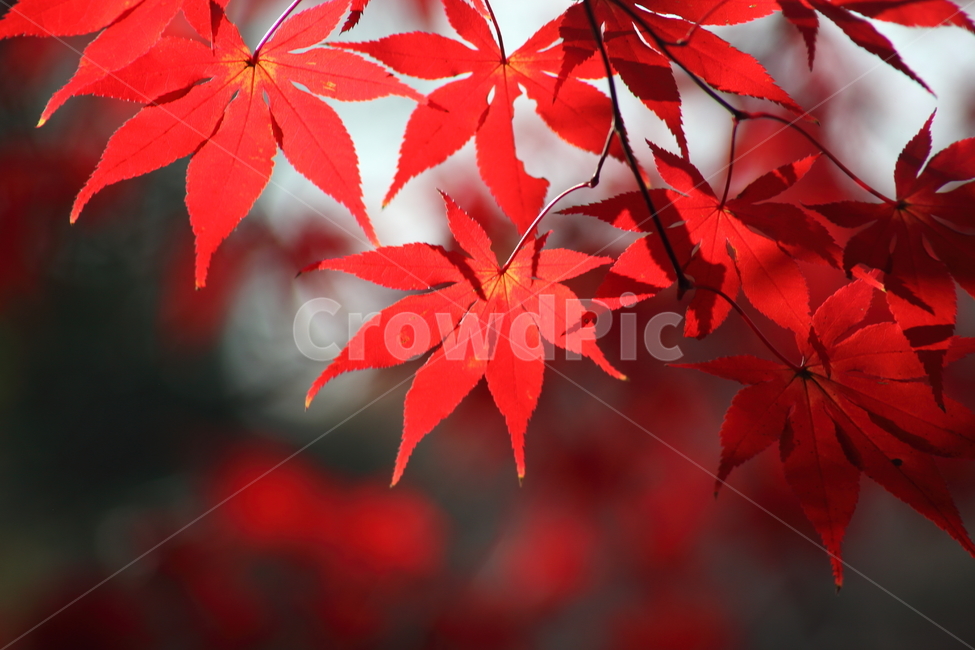 단풍,단풍나무,엽록소,가을,redleaves,가을,계절,fall,autumn,season,식물,자연,plants,nature,leaf,잎,plant,tree,나무