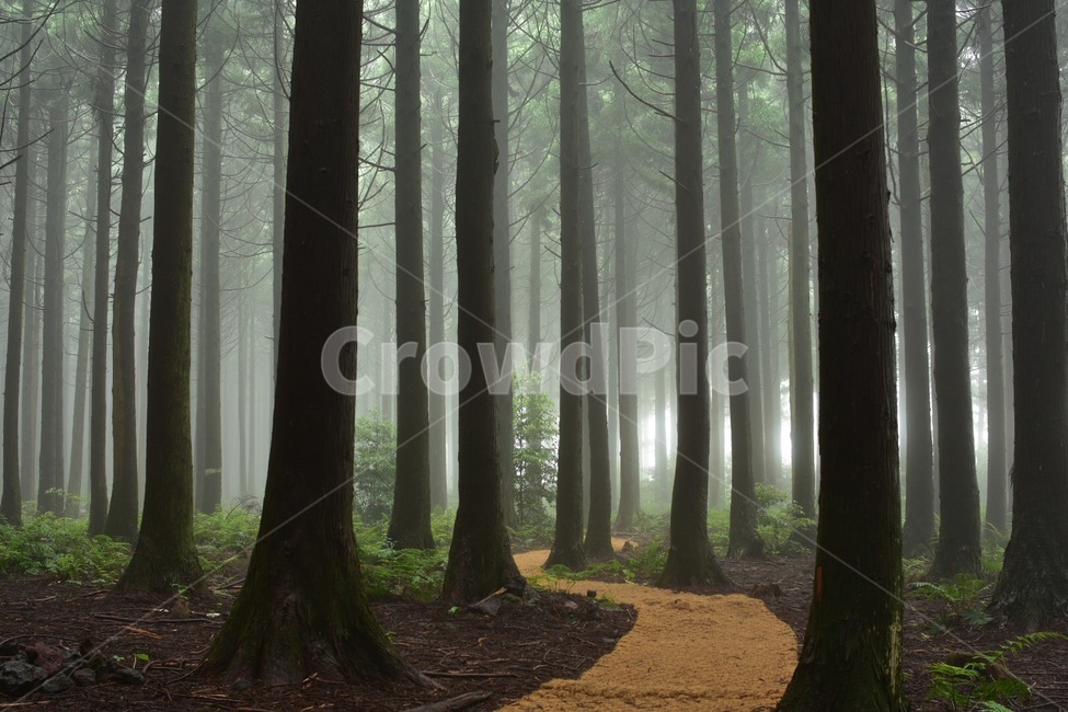 사려니,숲,안개,아침,고요,자연,나무,식물,숲길,forests,fog,morning,calm,nature,plant,forestpath