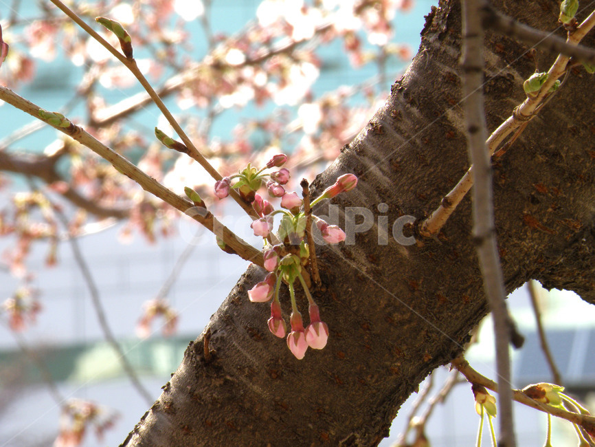 벚꽃,벗꽃,꽃,봄,벚나무,불광천,식물,자연,plants,nature,꽃,flower
