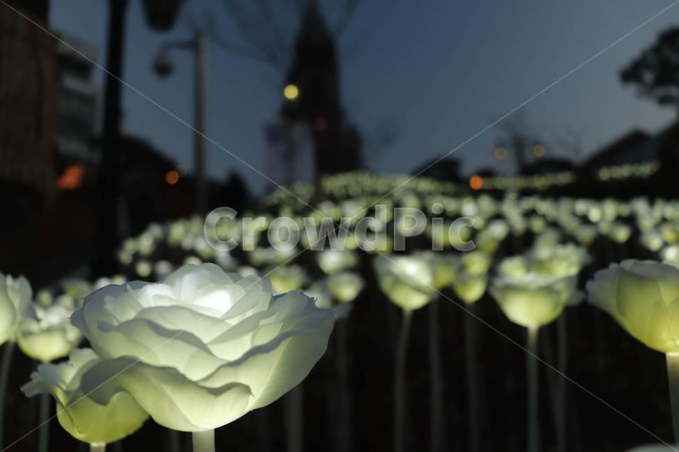 꽃,조화,조명,빛들,명동,야경,밤,풍경,nightscape,night,landscape