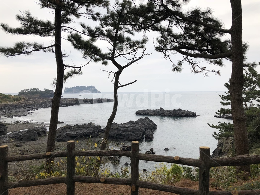 나무,바다,제주도,하늘,돌,난간,꽃,자연,풍경,nature,landscape,한국자연풍경,한국자연경관,korea nature landscape,plant,식물,tree