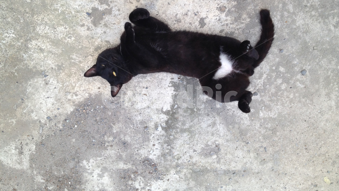 고양이,블랙고양이,하트무늬,검은고양이,cat,동물,animal,포유류,mammal,고양이,cat,kitten,kitty
