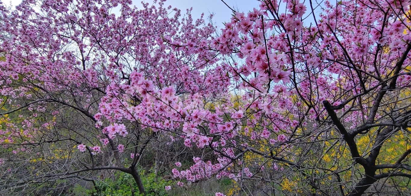 복숭아꽃,봄꽃,봄배경,시즌,계절,꽃,플라워,분홍색,핑크색,야외,옥외,아웃도어,season,springflowers,plant,식물,유실수,pink,배경,바탕,백그라운드,flowers,나무꽃,우리꽃