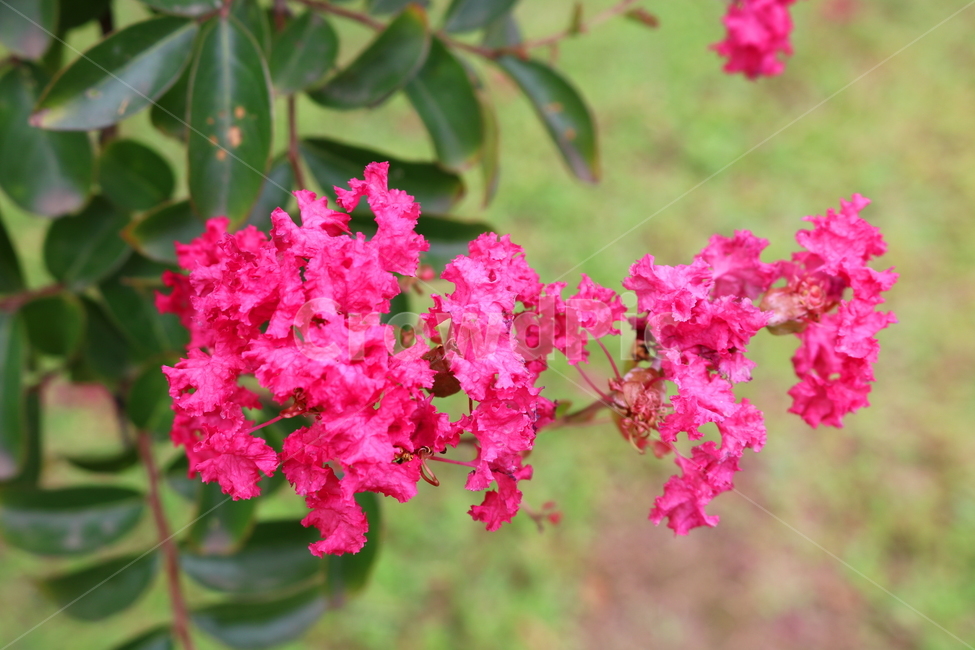 나무,배롱,배롱나무,배롱꽃,꽃,식물,식물,자연,plants,nature,꽃,flower