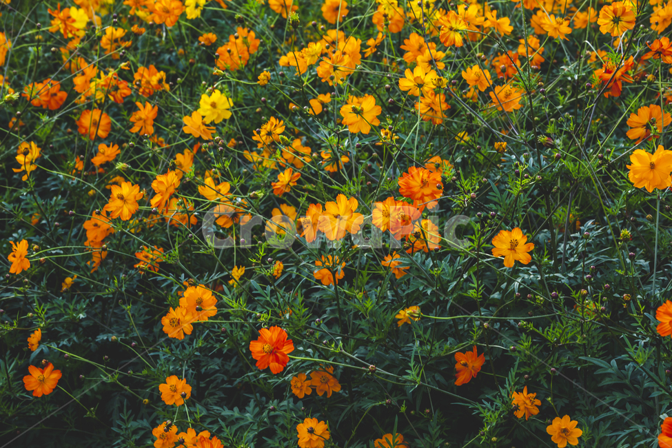 코스모스,노랑코스모스,가을,꽃,노랑꽃,flower,공원,야외,꽃사진,cosmos,park,예쁜,화사한,flowers,신선한,fresh,아름다운,푸른,자연,nature,정원,가을,계절,fall,autumn,season,식물,자연,plants,nature,꽃,flower,outdoors,옥외,grassland,목초지,field,들,plant