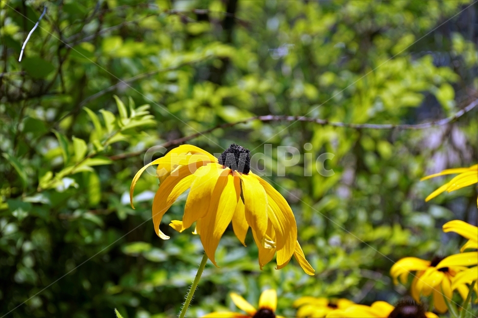 루드베키아,rudbeckia,암술,coneflower,삼잎국화,국화과,식물,꽃,노랑,floral,plant,stigma