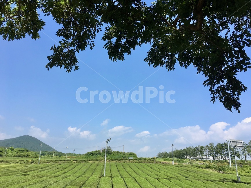 제주도,풍경,숲,녹차,제주,자연,풍경,nature,landscape,제주도,jeju,jeju island,outdoors,옥외,field,들