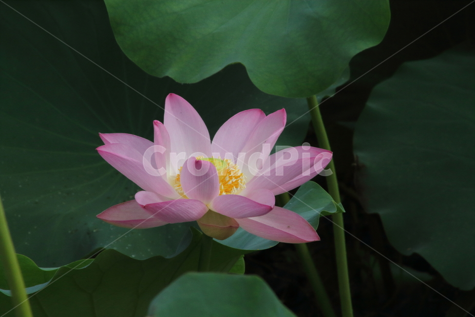 연,꽃,식물,자연,lotus,식물,자연,plants,nature,꽃,flower
