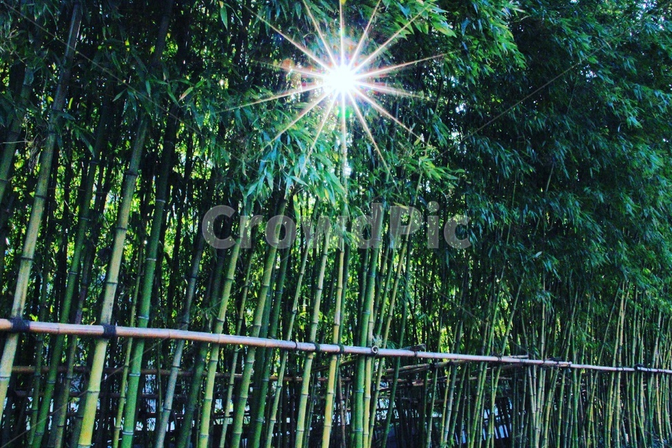 빛,대나무,풍경,풍경사진,감성,감성사진,초록,자연,풍경,nature,landscape,식물,plants,나무,trees,wood,plant