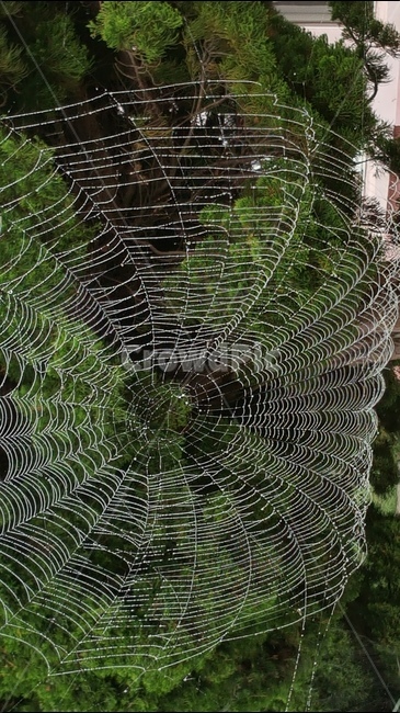 자연,거미줄,경치,녹색,나무,자연,풍경,nature,landscape