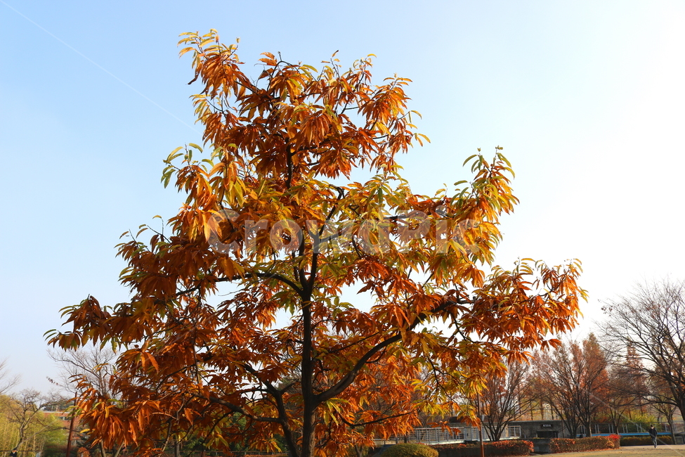 나무,밤나무,식물,단풍,낙엽,가을,풍경,공원,선유도공원,산책길,가을,계절,fall,autumn,season,식물,자연,plants,nature,나무,trees,wood,tree,plant,maple,leaf,잎