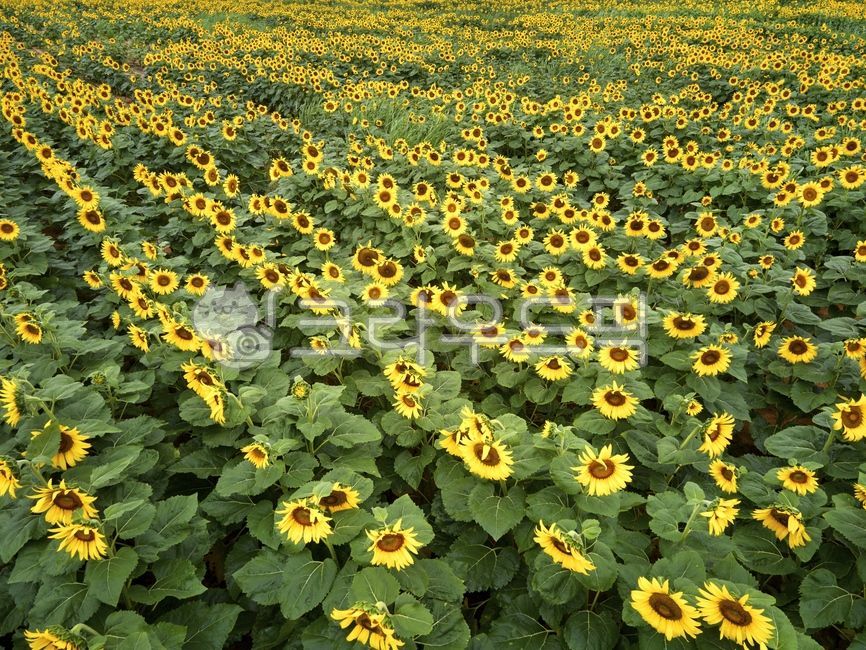 해바라기,여름,꽃밭,해바라기밭,드론촬영,항공촬영,꽃,플라워,노란색,노랑색,풍경,경치,자연,야외,실외,청색,꽃잎,만개,녹색,초록색,그린,잎,이파리,잎사귀,관광지,관광명소,해남해바라기농장,sunflower,summer,flowergarden,sunflowerfield,droneshooting,aerialshooting,flower,plant,yellow,landscape,nature,outdoor,petals,fullbloom,green,leaf,touristattractions,sunflowerfarm,식물,blossom,식물,자연,plants,nature,꽃,flower