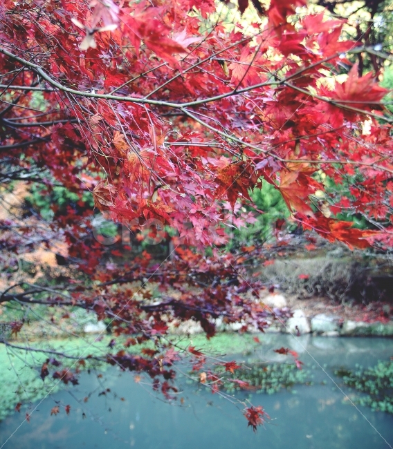 자연,낙엽,단풍,가을,가을산,나무,붉은,붉게물든,풍경,가을,계절,fall,autumn,season,식물,자연,plants,nature,plant,tree