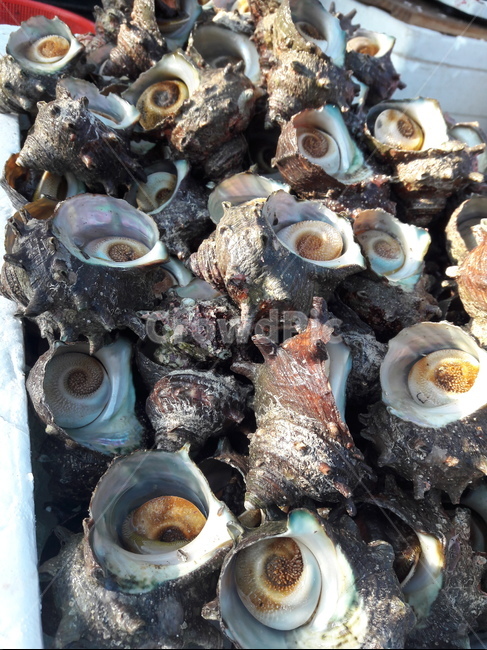 제주뿔소라,jejumurex,조개,seashell,해양생물,sealife,바다음식,seafood,무척추동물,invertebrate,동물,animal