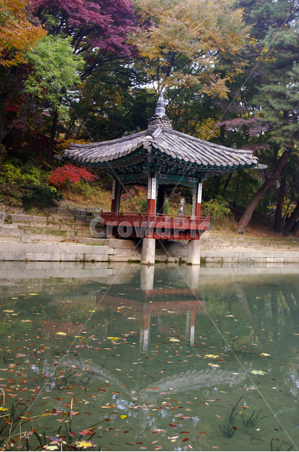 창덕궁,창덕궁후원,애련지,애련정,고궁,건축,전통건축,traditional,전통,가을,fall,나무,식물,plant,단풍,가을,계절,fall,autumn,season,한국전통,한국문화,korean traditional,korean culture,건축물,건물외관,exterior,building,structure,architecture,construction