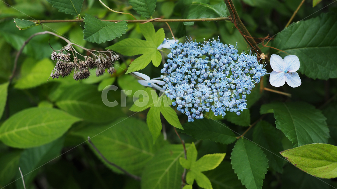 야생화,꽃,green,wildflower,flowers,park,공원