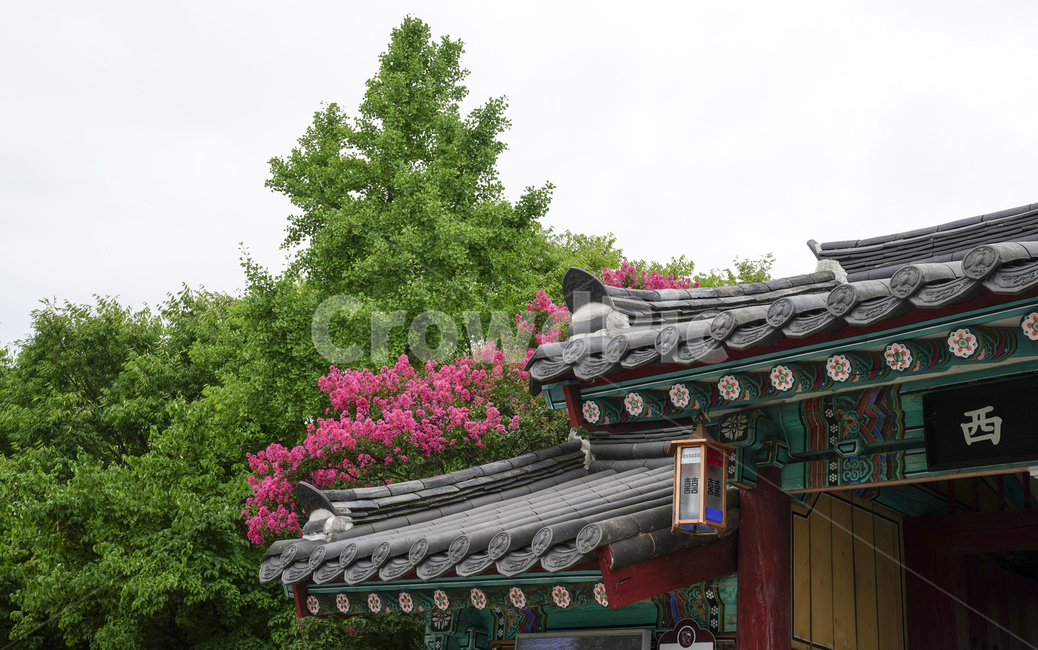 자연,풍경,식물,꽃,배롱나무,배롱나무꽃,계절,여름,광한루,정원,공원,성춘향,춘향전,역사유물,유적지,달력,배경,잔디,신록,고건축,한옥,기와집,관광지,문화재,문화유적지,백일홍,남원시