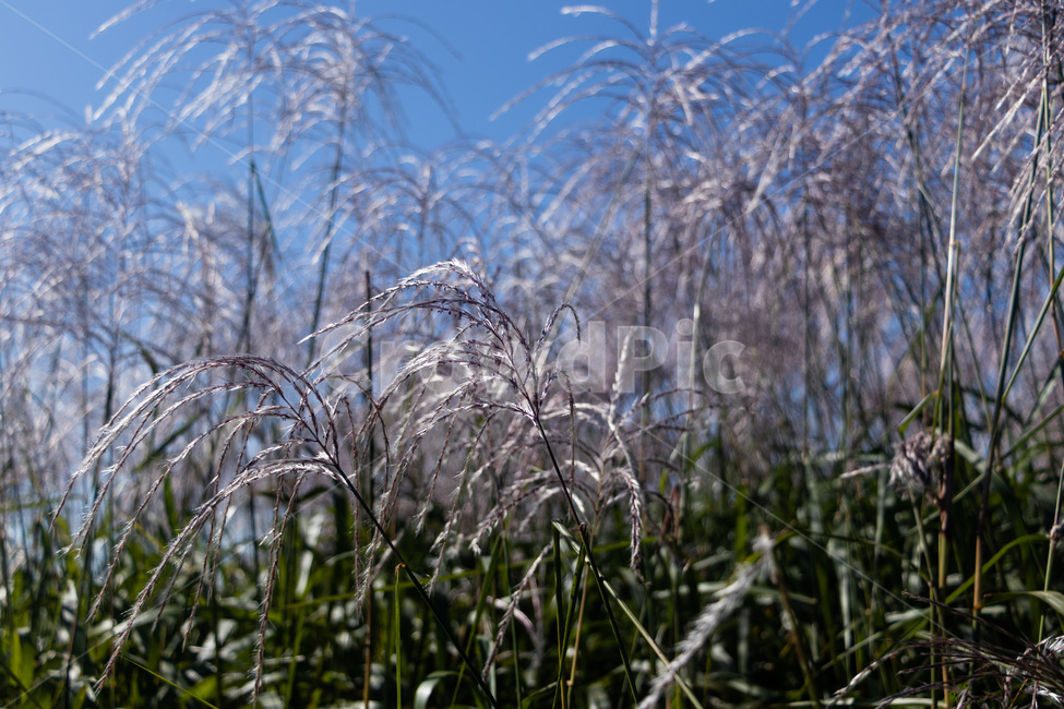 하늘공원억새,억새풀,억새,억새밭,억새풀밭,하늘공원억새풀,식물,자연,plants,nature