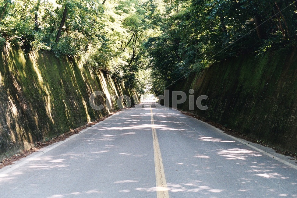 터널,이끼,자연,음침함,신비로움,드라이브,시외,교외,외곽,자연,풍경,nature,landscape,road,도로,freeway,고속 도로,highway,고속도로