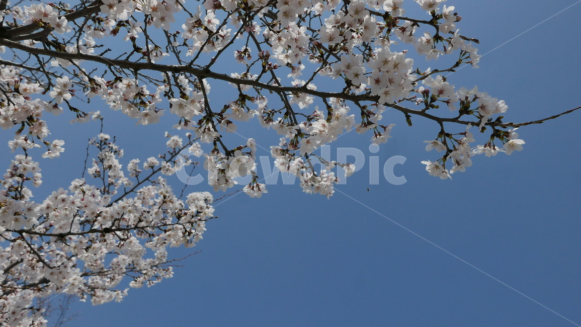 flower,spring,blossom,봄,벚꽃,꽃송이,하늘,감성,꽃