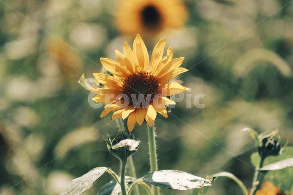 해바라기,식물,여름,꽃,flower,sunflower,여름,계절,summer,season,가을,fall,autumn,식물,자연,plants,nature,꽃,flower,감성,sensible,feeling,색깔,색상,색채,색감,color sense,color sensitivity,feeling of color,plant,blossom