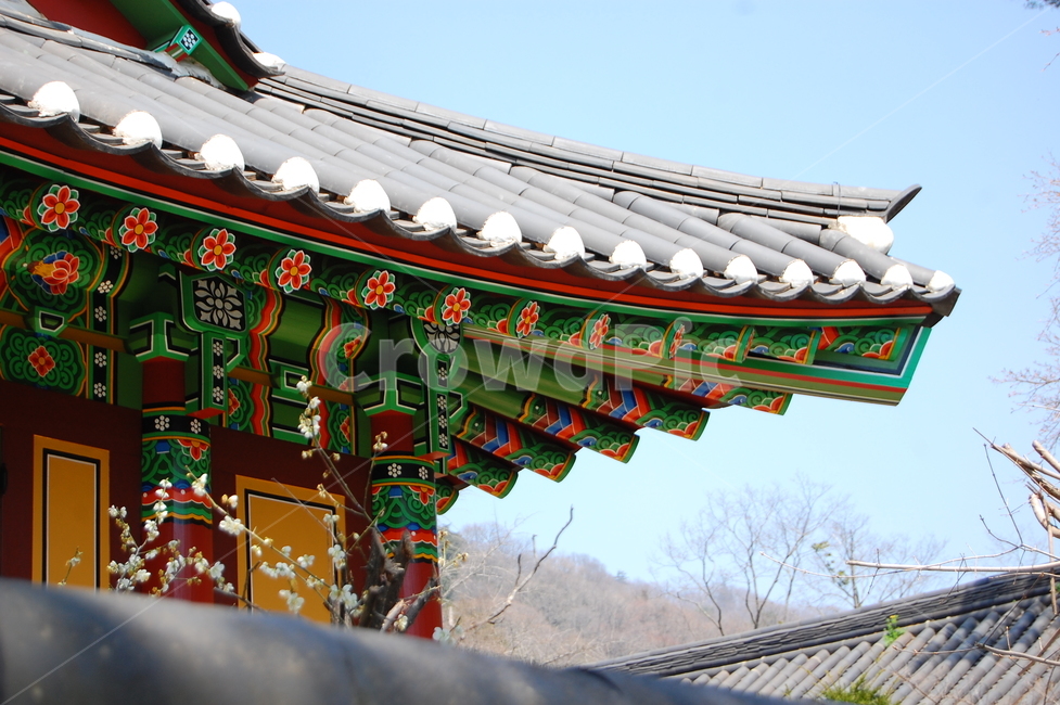 정원,백양사,순천,꽃,순천만,벚꽃,단풍,필름,나무