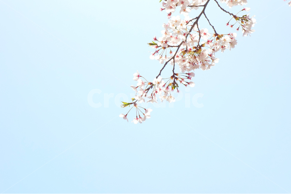 감성사진,봄,벚꽃,꽃,풍경,자연사진,하늘,flowers,봄,계절,spring,season,식물,자연,plants,nature,꽃,flower,plant