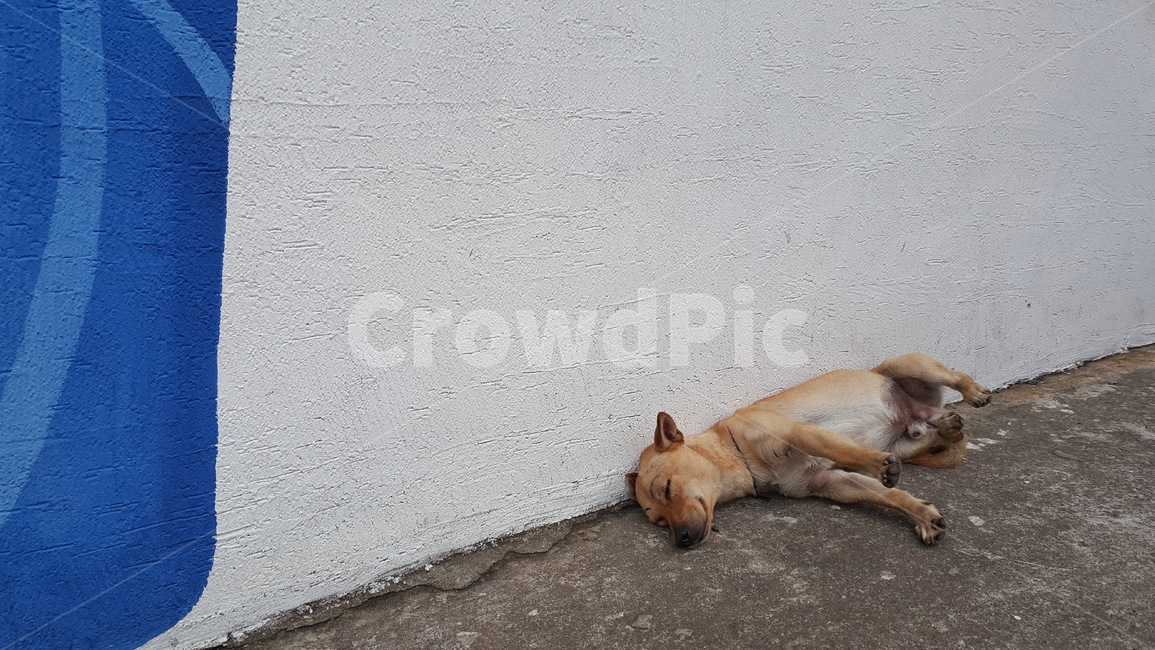 강아지,낮잠,멍멍이,여유로움,눈썹,동물,animal,포유류,mammal,개,강아지,dog,doggy
