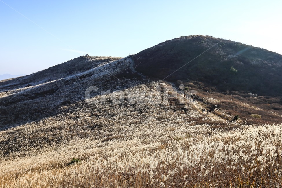 가을,억새,엇새밭,황매산,autumn,reed,감성,가을,계절,fall,autumn,season,자연,풍경,nature,landscape,slope,경사,outdoors,옥외,hill,언덕